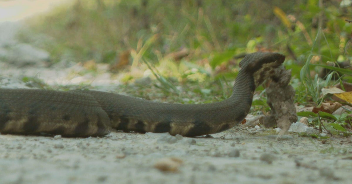 Snake Road in Illinois' Shawnee National Forest is only known road in U.S. to close for reptile migration – CBS News