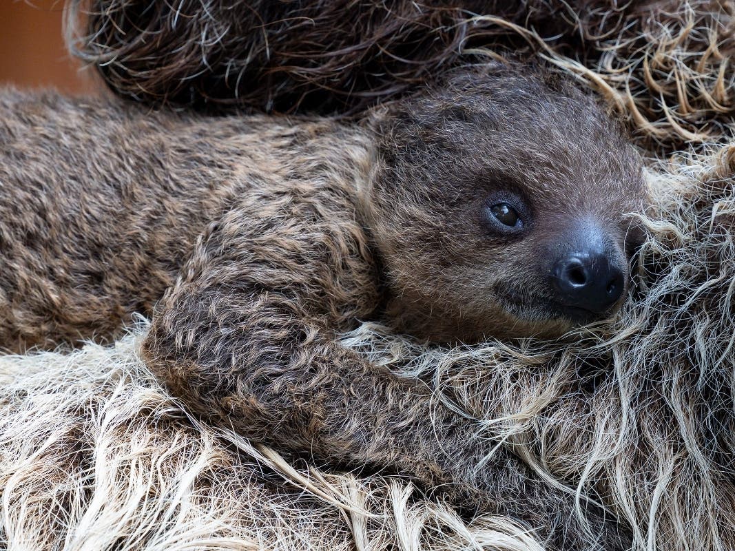 San Diego Zoo Announces Birth Of Baby Sloth – Patch