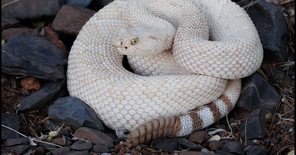 Retired Phoenix police officer catches rare albino rattlesnake in Gold Canyon – ABC15 Arizona