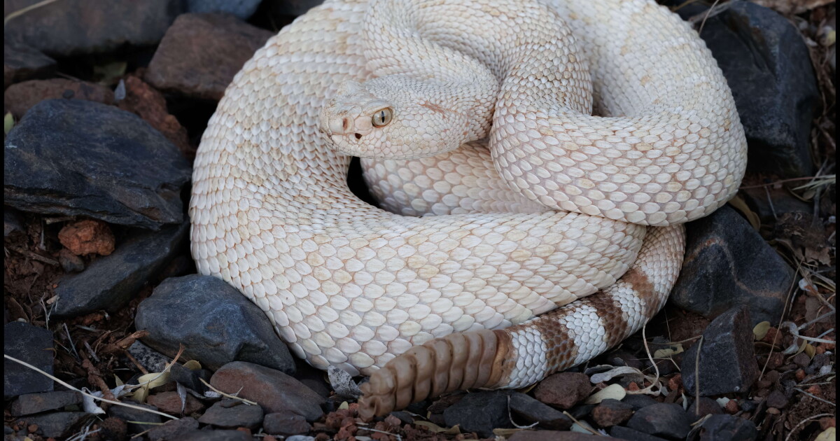 Retired Phoenix police officer catches rare albino rattlesnake in Gold Canyon – ABC15 Arizona