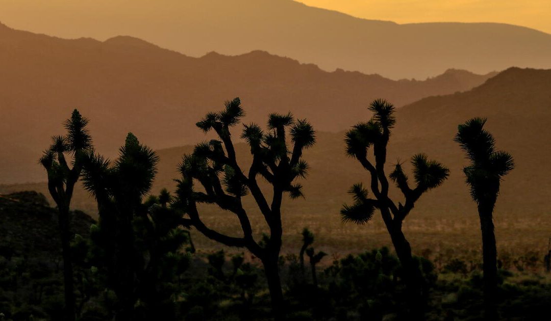 Joshua tree preservation projects scrapped after Trump administration blocks funding – Los Angeles Times