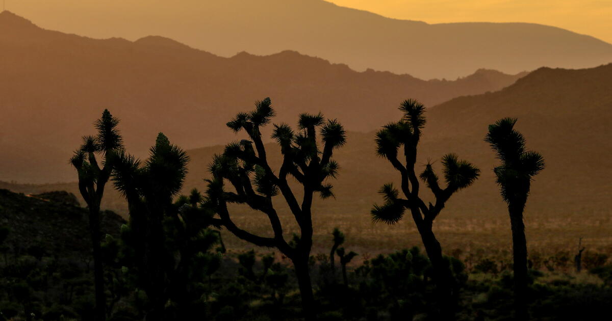 Joshua tree preservation projects scrapped after Trump administration blocks funding – Los Angeles Times