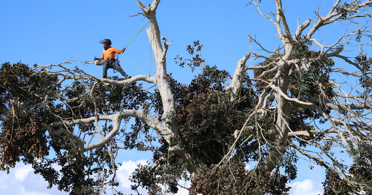 Possible tornado tosses trees, stuns residents in San Clemente: 'It just scared the living you-know-what' – Los Angeles Times