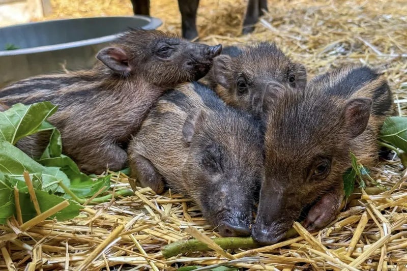 North Carolina Zoo Asks Public to Help Name Litter of Visayan Warty Piglets – V 101.9 Charlotte